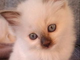 3 chatons Sacré de Birmanie Chocolat Point non LOOF de mars 2026 à réserver