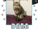 Dega, jeune chat doux et discret à adopter en association