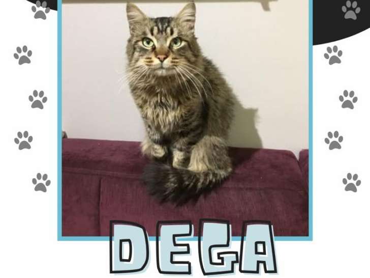 Dega, jeune chat doux et discret à adopter en association