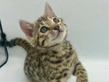 Chaton femelle Bengal Brown Tabby de février 2026 LOOF à vendre