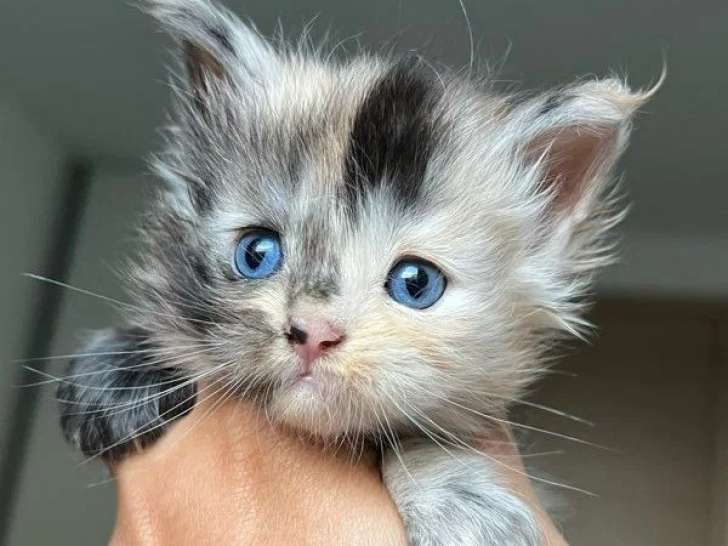 6 chatons Maine Coon à réserver inscrits au LOOF de mars 2026