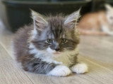3 chatons Maine Coon LOOF de février 2026 à réserver