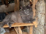 Chaton mâle tigré long poil Type Angora Turc non LOOF à vendre