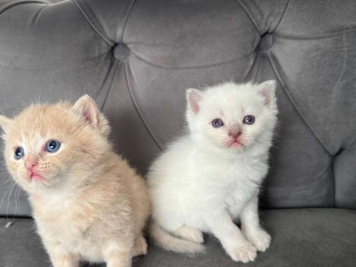 Chatons de type British Shorthair à vendre (4 femelles & 1 mâle)
