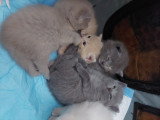 Chatons de type British Shorthair à vendre (4 femelles & 1 mâle)