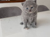 Chatons de type British Shorthair à vendre (4 femelles & 1 mâle)