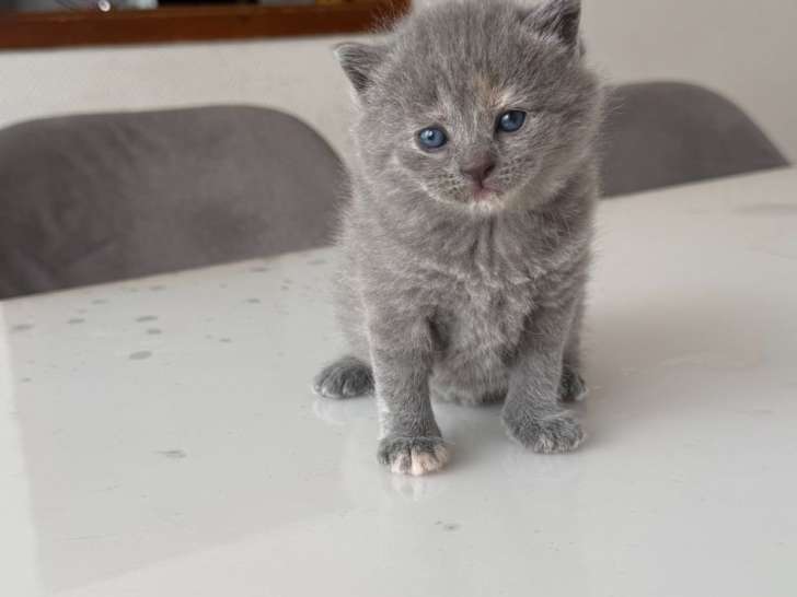 Chatons de type British Shorthair bleu