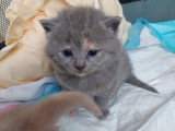 Chatons de type British Shorthair à vendre (4 femelles & 1 mâle)
