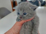 Chatons de type British Shorthair à vendre (4 femelles & 1 mâle)