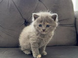 Chatons de type British Shorthair bleu