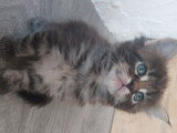 Chatons Maine Coon à vendre