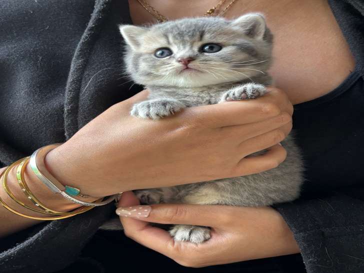 Magnifique chatons British Shorthair LOOF à réserver