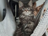 Chaton femelle Maine Coon brown tabby tortie polydactyle non LOOF