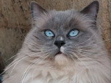 Chat Ragdoll mâle bleu mitted LOOF Disponible pour Saillie