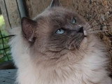Chat Ragdoll mâle bleu mitted LOOF Disponible pour Saillie