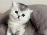 Chatonne British Shorthair LOOF à réserver