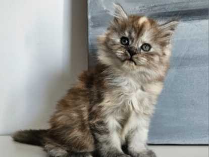 Chatons Maine Coon LOOF polydactyles et classiques à vendre