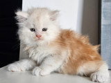 Chatons Maine Coon LOOF polydactyles et classiques à vendre