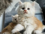 Chatons Maine Coon LOOF polydactyles et classiques à vendre