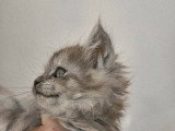 Femelle Black Tortie Smoke