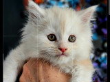 Chatons Maine Coon LOOF Femelle et Mâle