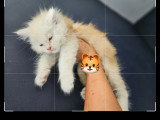 Chatons Maine Coon LOOF Femelle et Mâle