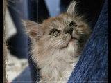 Chatons Maine Coon LOOF Femelle et Mâle