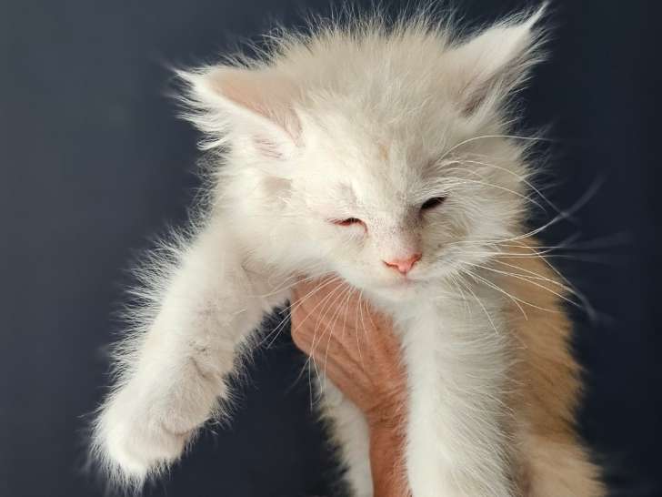 Chatons Maine Coon LOOF Femelle et Mâle