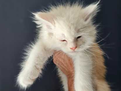 Chatons Maine Coon LOOF Femelle et Mâle