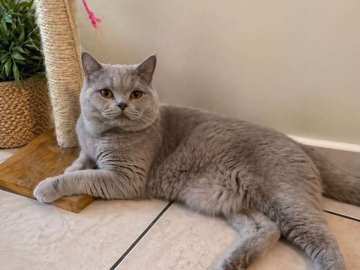 Male British Shorthair disponible pour saillie