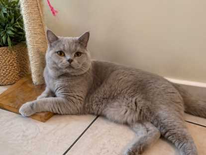 Male British Shorthair disponible pour saillie