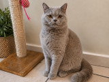 Male British Shorthair disponible pour saillie