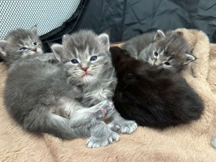 Chatons Maine Coon polydactyles LOOF à vendre