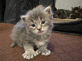 Chatons Maine Coon polydactyles LOOF à vendre