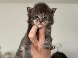 Chatons Maine Coon polydactyles LOOF à vendre