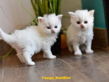 Portée de 6 chatons British Shorthair non inscrits au LOOF à vendre