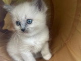 Chaton femelle Ragdoll bleu point mitted LOOF à vendre, née en février 2026