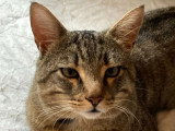 Ange, jeune chat de 2 ans à adopter en association