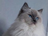 Chatte Ragdoll blue mitted LOOF retraite d'élevage 3 ans à vendre