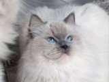 Chatte Ragdoll blue mitted LOOF retraite d'élevage 3 ans à vendre
