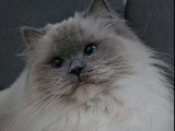 Chatte Ragdoll blue mitted LOOF retraite d'élevage 3 ans à vendre