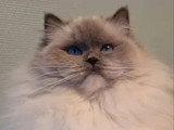 Chatte Ragdoll blue mitted LOOF retraite d'élevage 3 ans à vendre