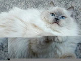 Chatte Ragdoll blue mitted LOOF retraite d'élevage 3 ans à vendre