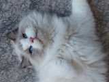 Chat Ragdoll mâle bleu bicolore 3 ans à vendre LOOF