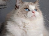 Chat Ragdoll mâle bleu bicolore 3 ans à vendre LOOF
