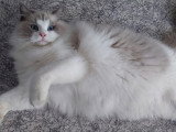 Chat Ragdoll mâle bleu bicolore 3 ans à vendre LOOF