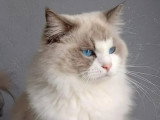 Chat Ragdoll mâle bleu bicolore 3 ans à vendre LOOF