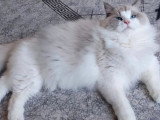 Chat Ragdoll mâle bleu bicolore 3 ans à vendre LOOF