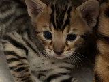 Chatons Bengal LOOF à vendre