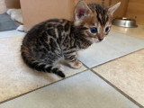 Chatons Bengal LOOF à vendre